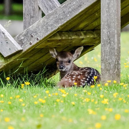 Deer Cottage 2 Uk39332 Biddenden Екстер'єр фото
