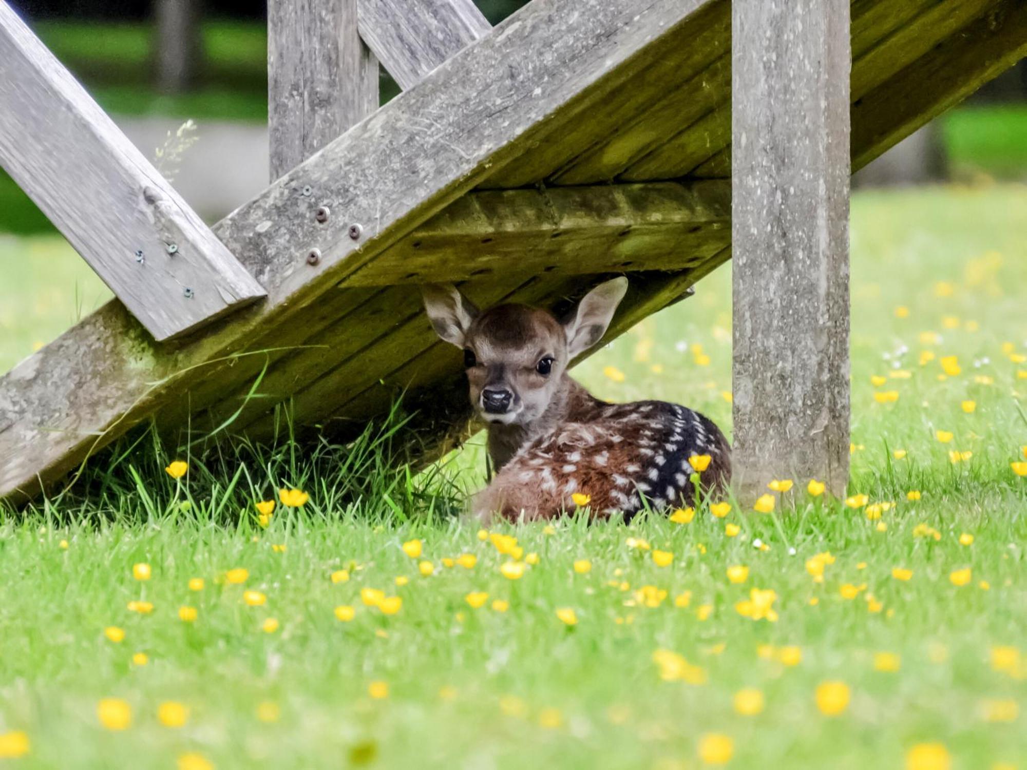 Deer Cottage 2 Uk39332 Biddenden Екстер'єр фото