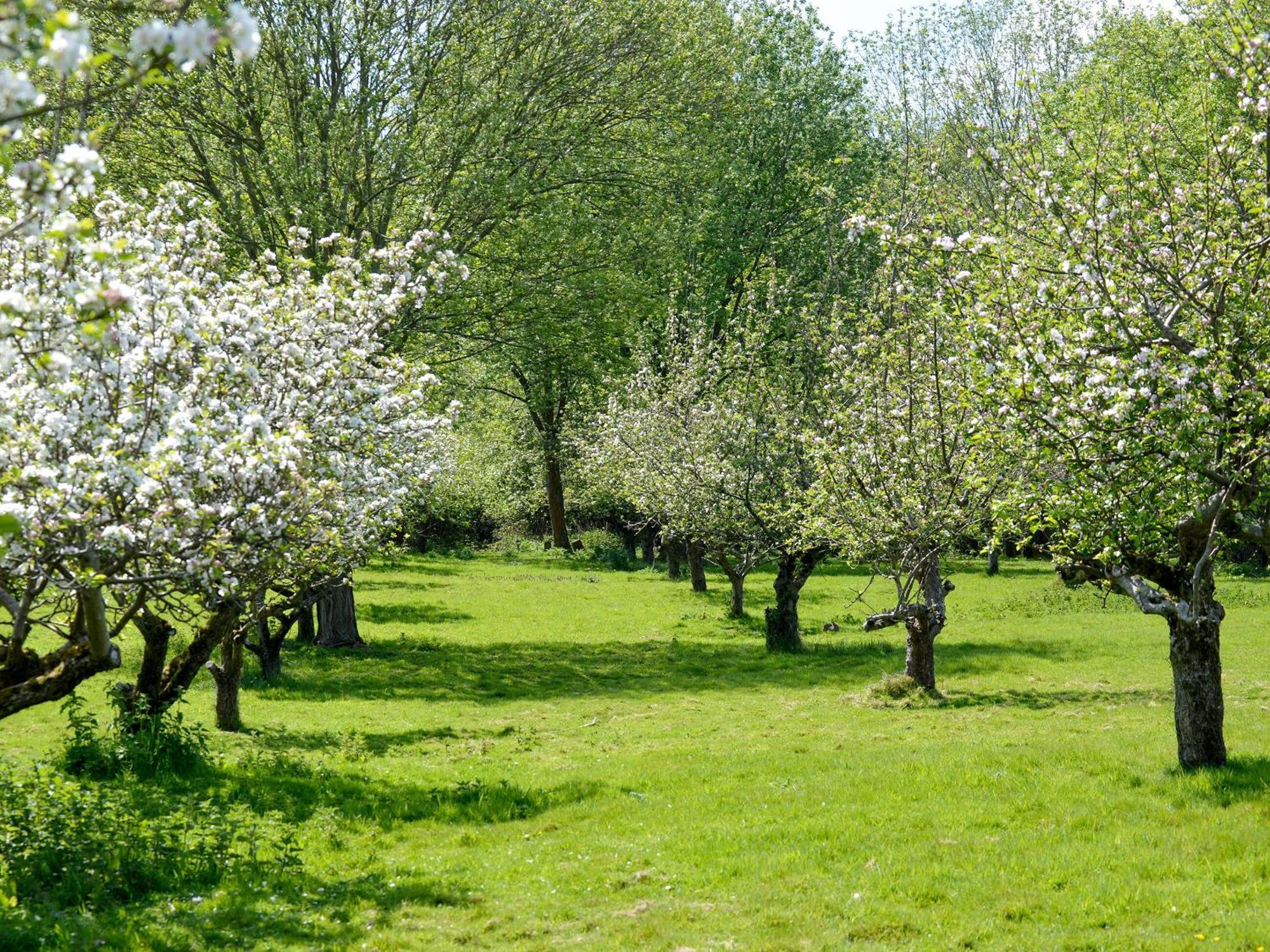 Deer Cottage 2 Uk39332 Biddenden Екстер'єр фото